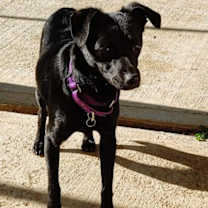 Thumbnail photo of Steve McQueen #4