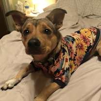 Thumbnail photo of Clover #3