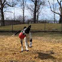 Thumbnail photo of Sasha ~COURTESY POST~ #3