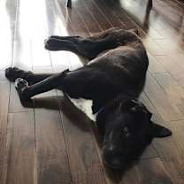 Thumbnail photo of Boomer #2