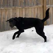 Thumbnail photo of Boomer #1