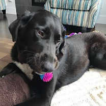 Thumbnail photo of Boomer #3