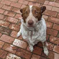 Thumbnail photo of Lucky #1