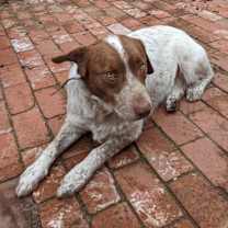 Thumbnail photo of Lucky #2