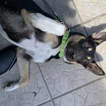 Thumbnail photo of Catalina #1