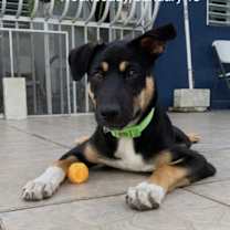 Thumbnail photo of Catalina #4