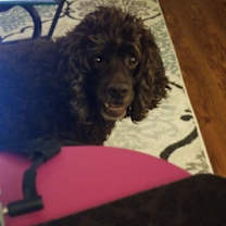 Thumbnail photo of Cocoa #1