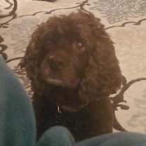 Thumbnail photo of Cocoa #2