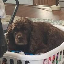 Thumbnail photo of Cocoa #3