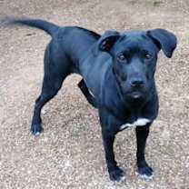 Thumbnail photo of Zuri (aka Lucy) #1