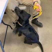 Thumbnail photo of Zuri (aka Lucy) #3