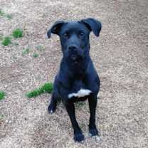 Thumbnail photo of Zuri (aka Lucy) #4