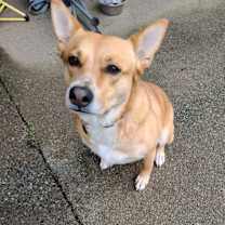 Thumbnail photo of Abby #1