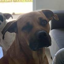 Thumbnail photo of Brute #1