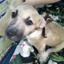 Thumbnail photo of Roxy #1