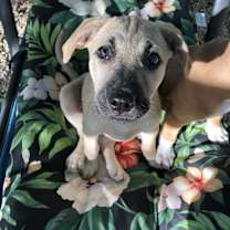 Thumbnail photo of Roxy #2