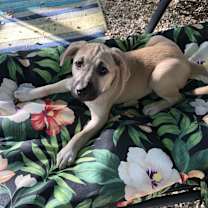 Thumbnail photo of Roxy #3