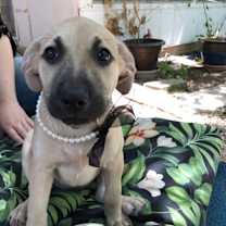 Thumbnail photo of Roxy #4