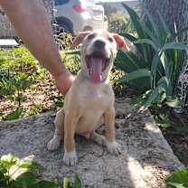 Thumbnail photo of Dougie #4