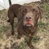 Thumbnail photo of Charlie Brown #1