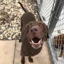 Thumbnail photo of Charlie Brown #2