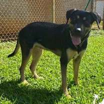 Thumbnail photo of Fauna #3