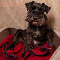 Thumbnail photo of Felix D5050 #3