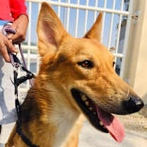 Thumbnail photo of ROBBIE - adoption pending (Bahrain) #1