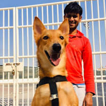 Thumbnail photo of ROBBIE - adoption pending (Bahrain) #2