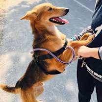 Thumbnail photo of ROBBIE - adoption pending (Bahrain) #3