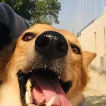 Thumbnail photo of ROBBIE - adoption pending (Bahrain) #4