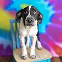 Thumbnail photo of Roxie #1