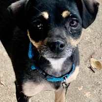 Thumbnail photo of Gracie #1