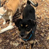 Thumbnail photo of Gracie #2