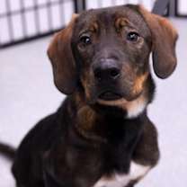 Thumbnail photo of Rexe #1