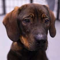 Thumbnail photo of Rexe #2