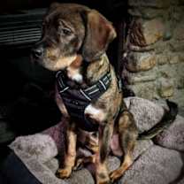 Thumbnail photo of Rexe #3