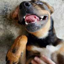 Thumbnail photo of Rexe #4