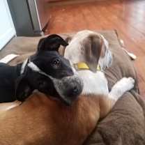 Thumbnail photo of Roxie #2