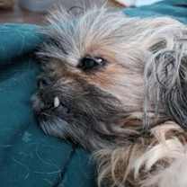 Thumbnail photo of Noel D15064 #3