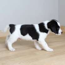 Thumbnail photo of Cow D16074 #2