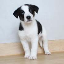 Thumbnail photo of Cow D16074 #3