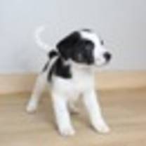 Thumbnail photo of Cow D16074 #4