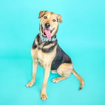 Thumbnail photo of Dakota #2