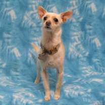 Thumbnail photo of Coco #4