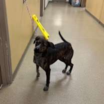 Thumbnail photo of Una #2