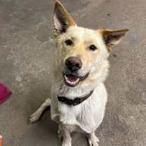 Thumbnail photo of Tango #1