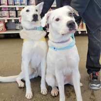 Thumbnail photo of Hecate #3