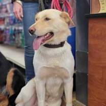 Thumbnail photo of Tango #2