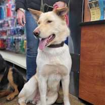 Thumbnail photo of Tango #3